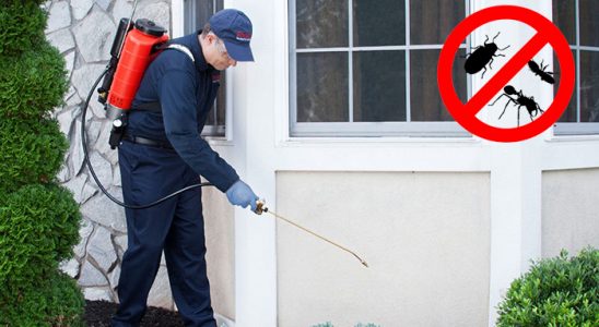 Sasalı Pire İlaçlama böcek ilaçlama ve haşere kontrolü — ilaclama-tr.com